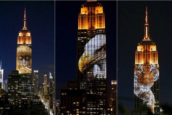 proyecto empire state animales